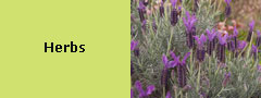 Herbs