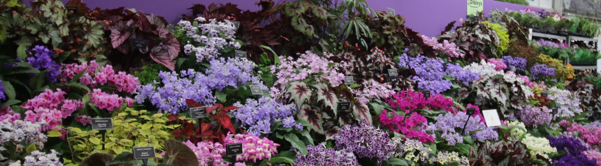 Amenity Horticulture Trends