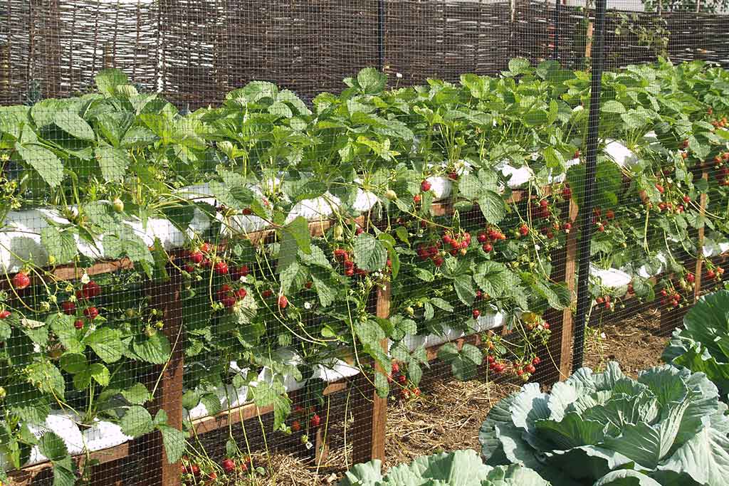 ADVANCED CERTIFICATE In Applied Management (Horticultural Technology)