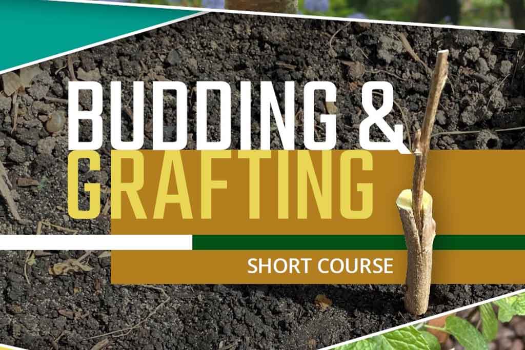 Budding and Grafting