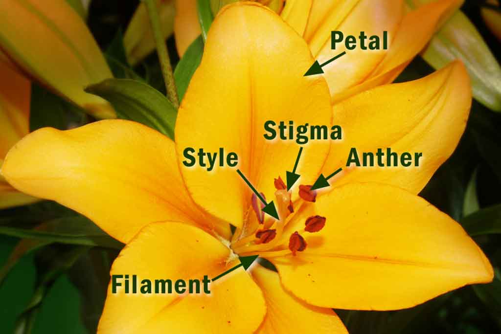 BOTANY I - Plant Physiology And Taxonomy