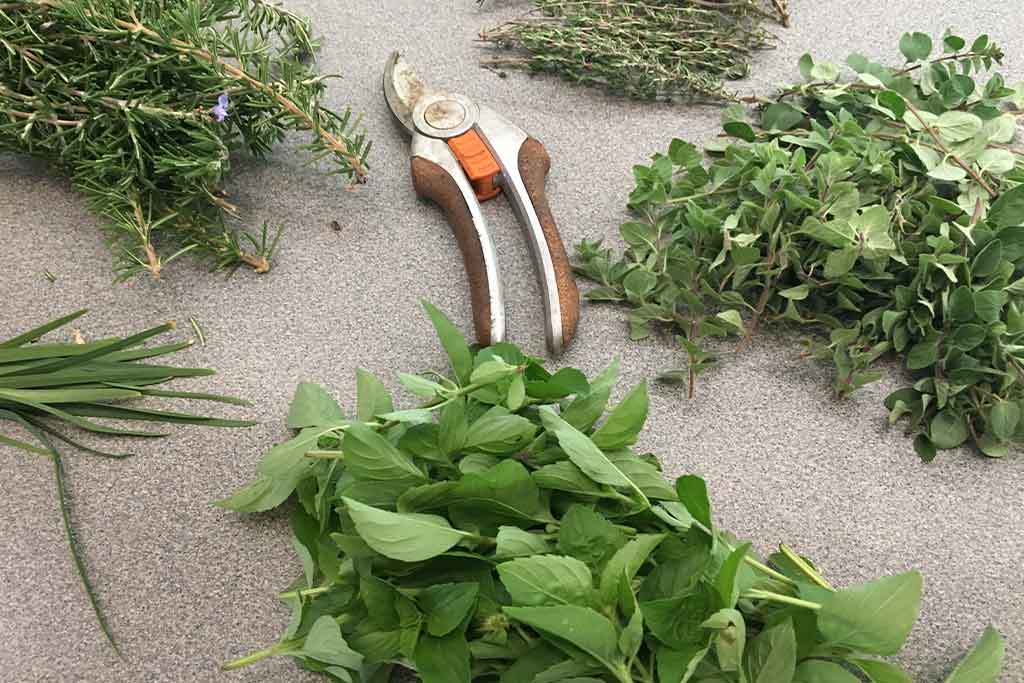 ADVANCED CERTIFICATE IN HERBS - APPLIED MANAGEMENT