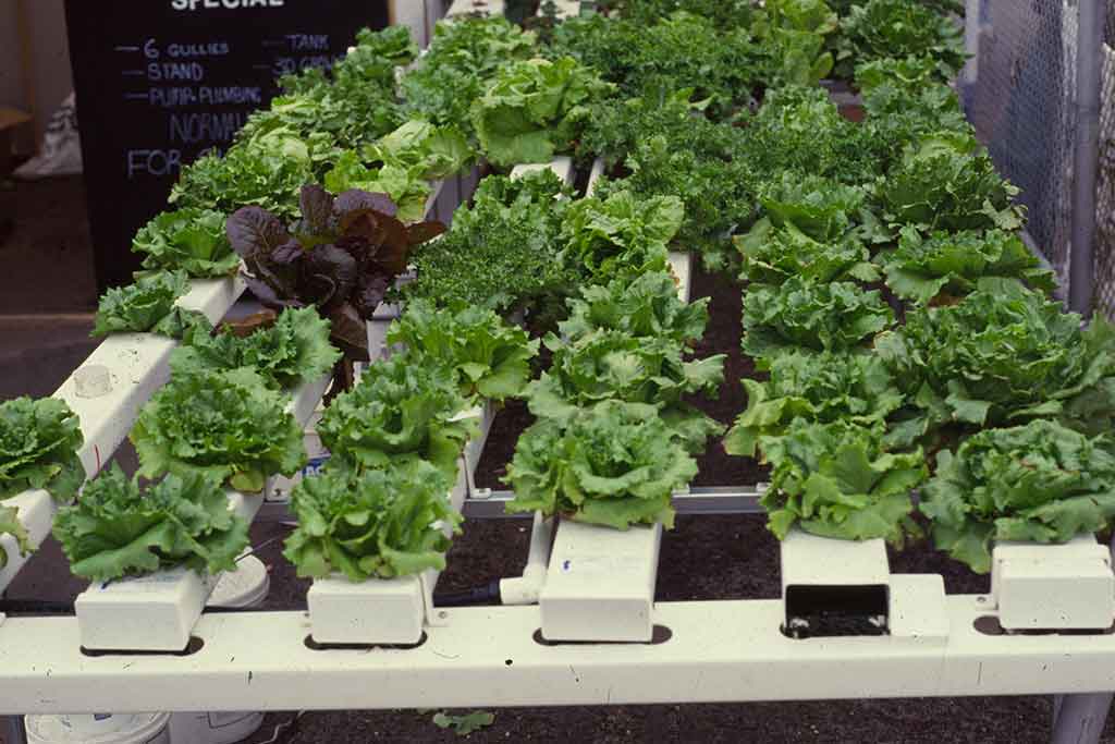 CERTIFICATE IN HORTICULTURE (HORTICULTURAL TECHNOLOGY)
