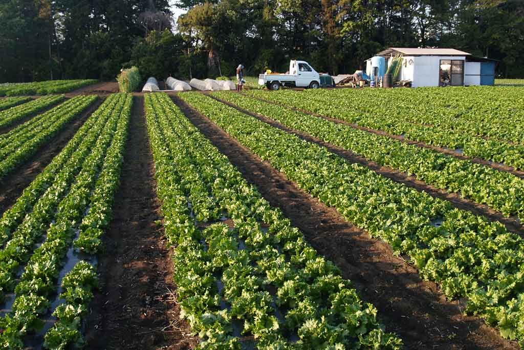 COMMERCIAL VEGETABLE PRODUCTION