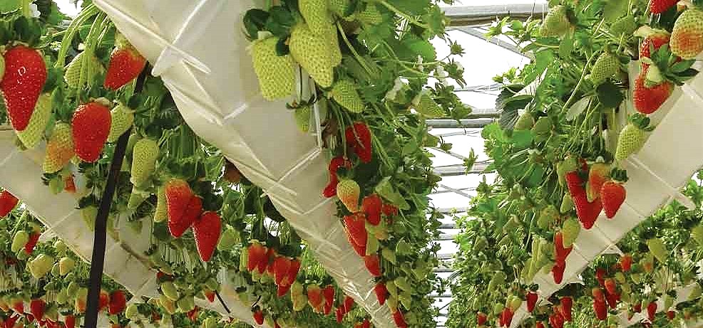 Tips for Managing a Hydroponic Farm 