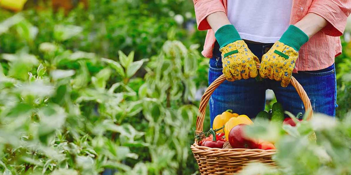 What is Organic Growing